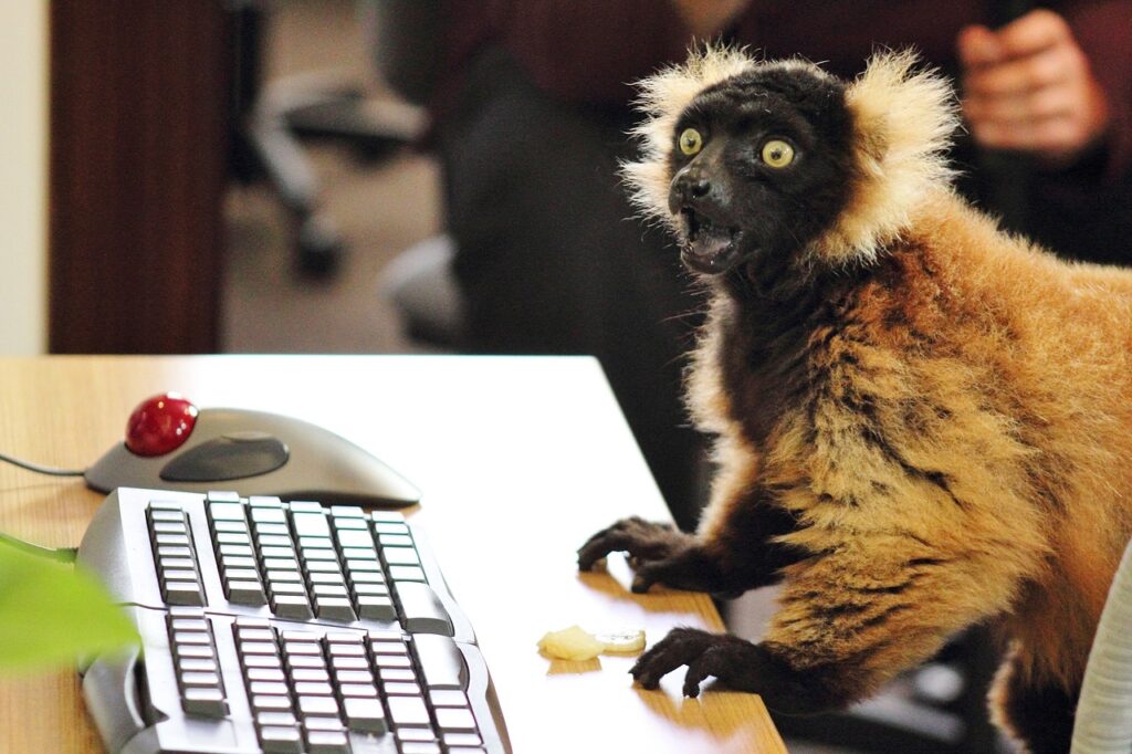 keyboard, animals, nature, lemur, typing, funny, computer