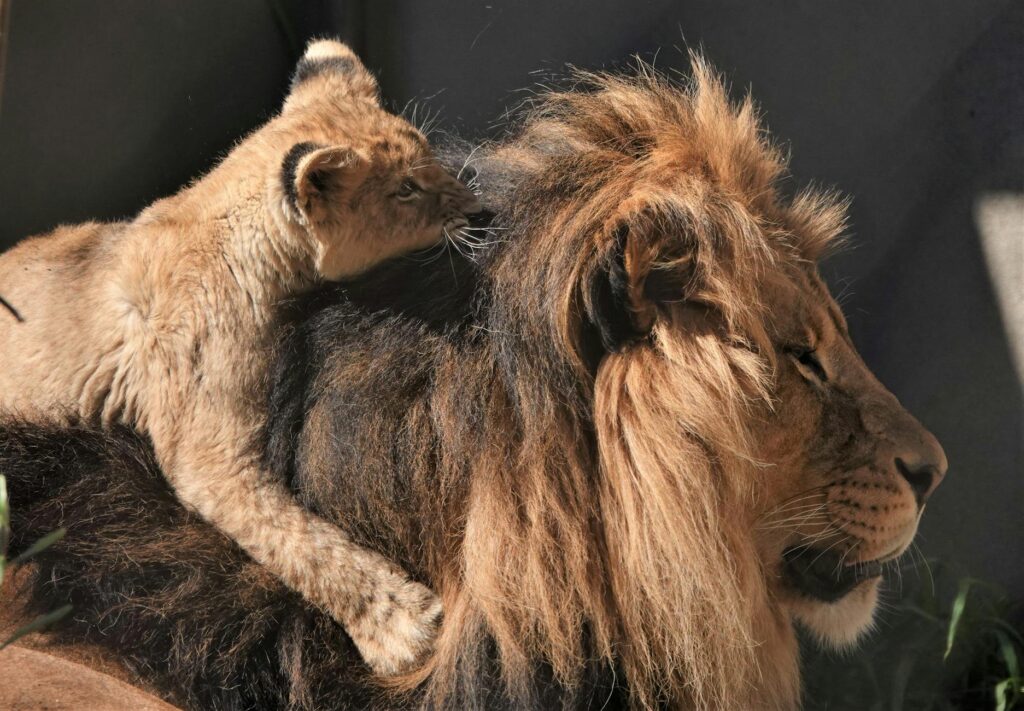 pexels-photo-33970972-33970972 A lion cub rests affectionately on its parent's back, depicting bond in wildlife.